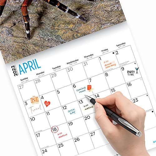 Стенен Календар с Паяци на 2022 година от Bright Day, 12 x 12 См, Страховито Постепенната Восьминогий